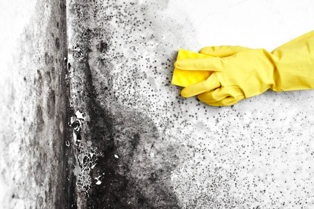 Crawl Space Mold Removal in Swartz, LA