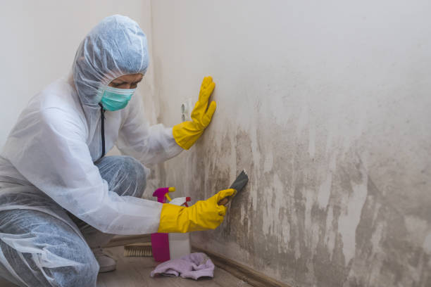 Best Mold Damage Repair  in Swartz, LA