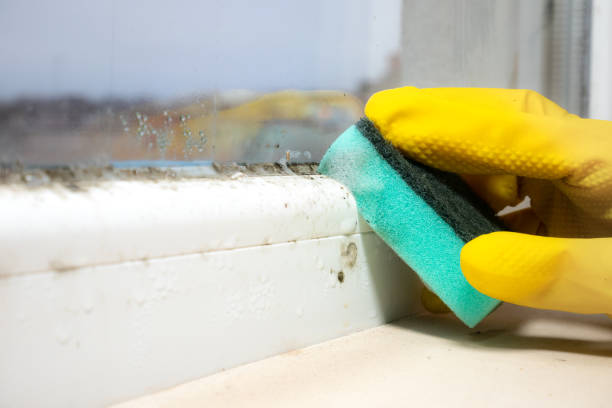 Best Mold Removal and Inspection  in Swartz, LA