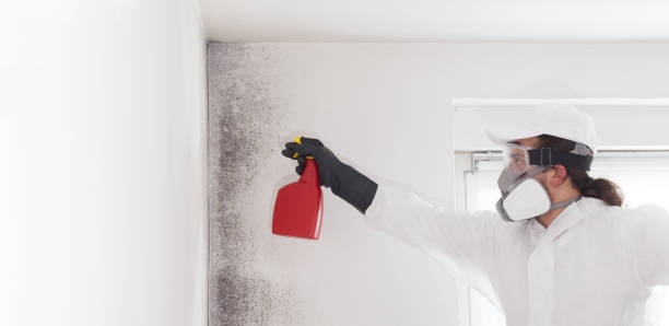 Mold Removal and Inspection in Swartz, LA