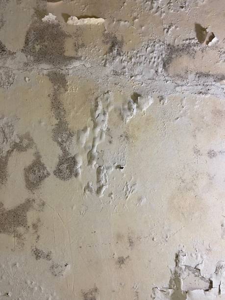 Best Mold Cleaning Services  in Swartz, LA