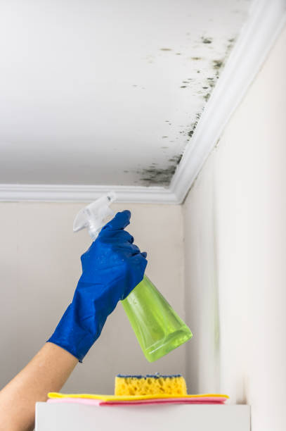 Best Certified Mold Removal  in Swartz, LA